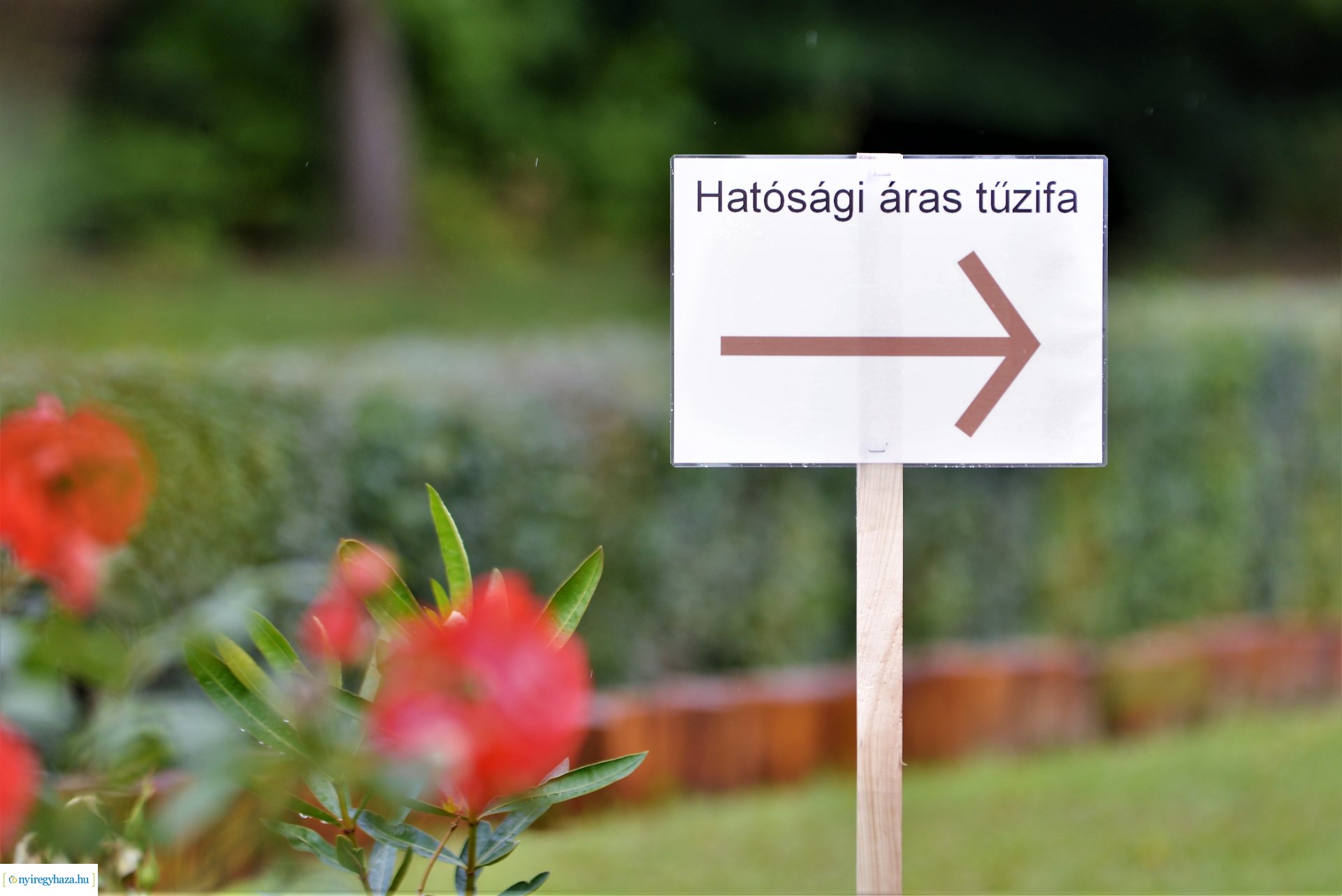 Hatósági áras tűzifa igénylés 