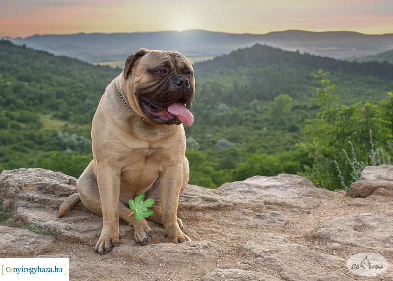 Házi kedvenc fotópályázat-Gróf Andrássy Adolf