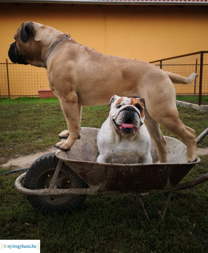 Házi kedvenc fotópályázat-Gróf Andrássy Adolf