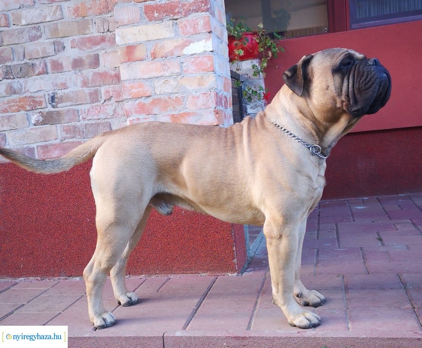 Házi kedvenc fotópályázat-Gróf Andrássy Adolf