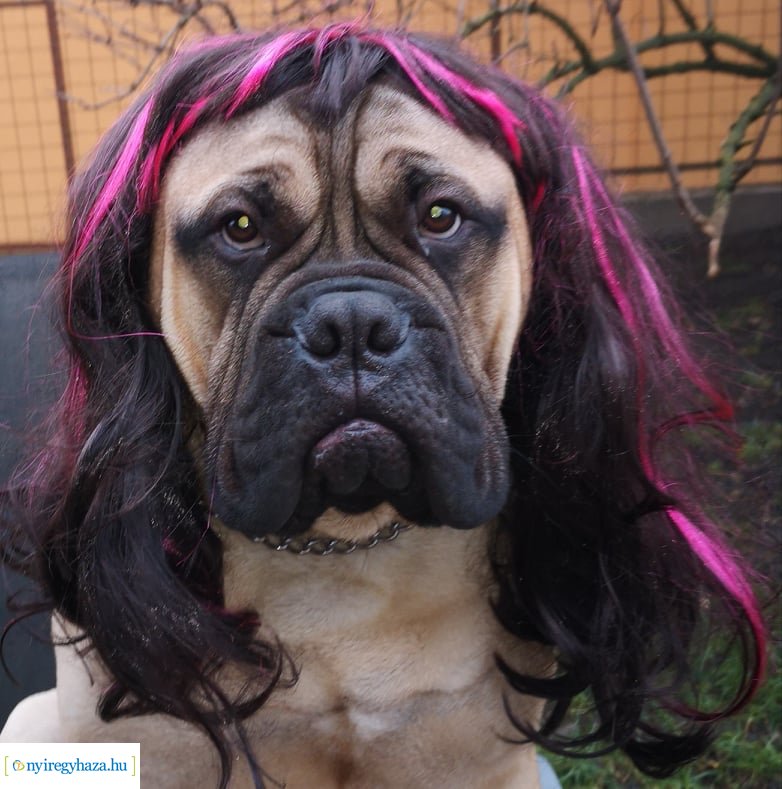 Házi kedvenc fotópályázat-Gróf Andrássy Adolf