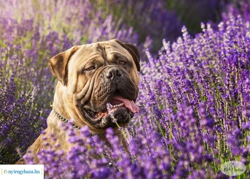 Házi kedvenc fotópályázat-Gróf Andrássy Adolf