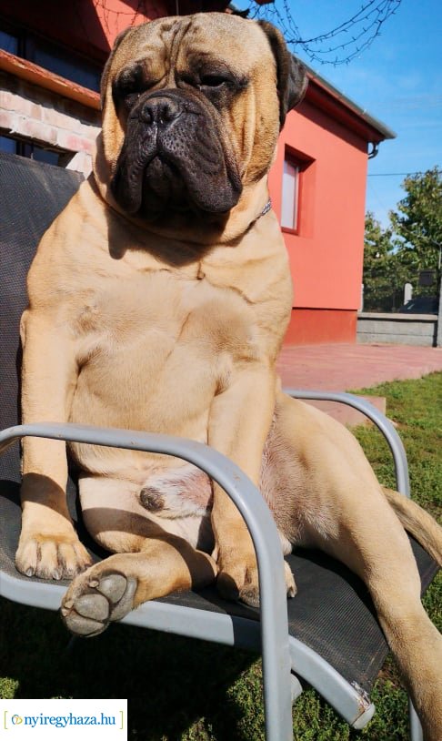 Házi kedvenc fotópályázat-Gróf Andrássy Adolf