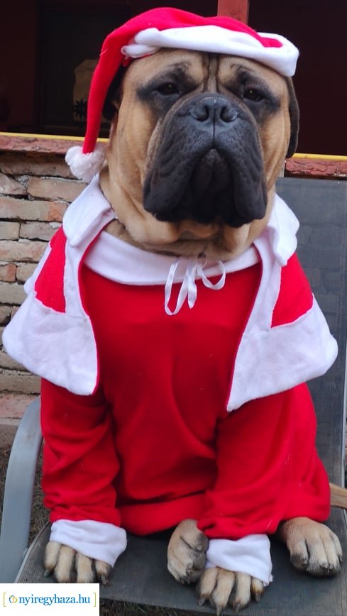 Házi kedvenc fotópályázat-Gróf Andrássy Adolf