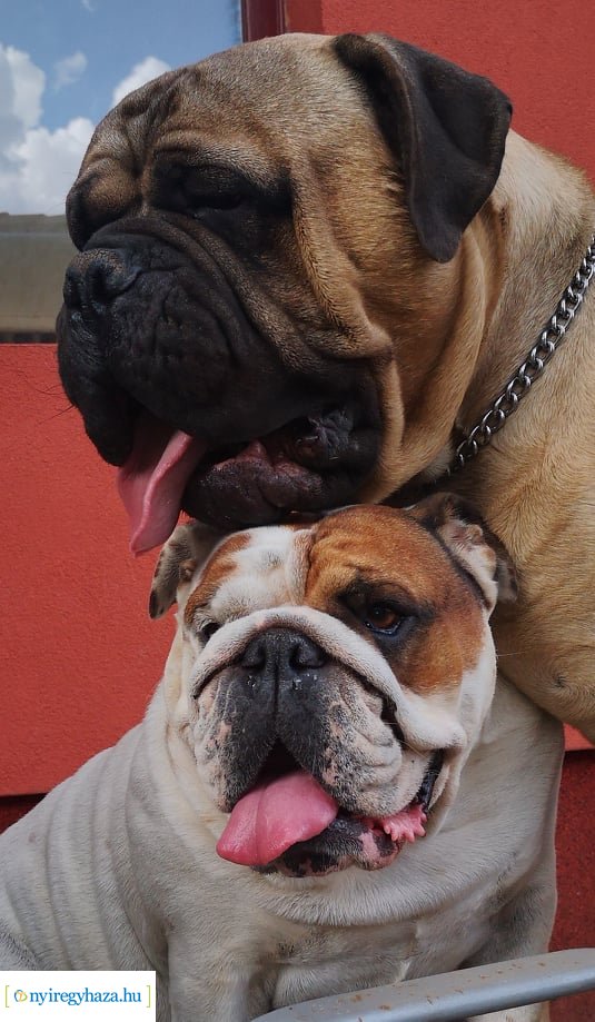 Házi kedvenc fotópályázat-Gróf Andrássy Adolf