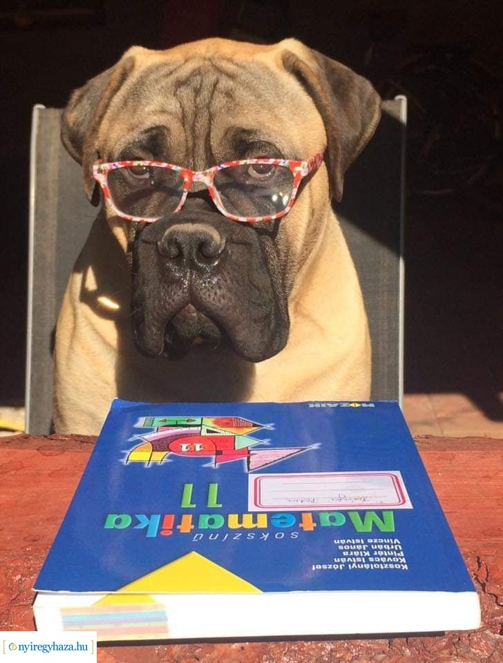 Házi kedvenc fotópályázat-Gróf Andrássy Adolf