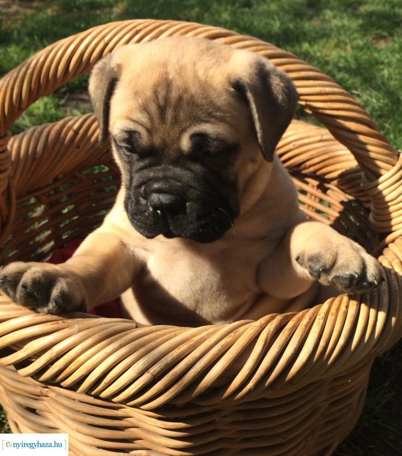 Házi kedvenc fotópályázat-Gróf Andrássy Adolf