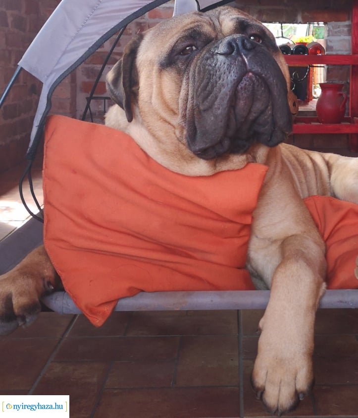 Házi kedvenc fotópályázat-Gróf Andrássy Adolf