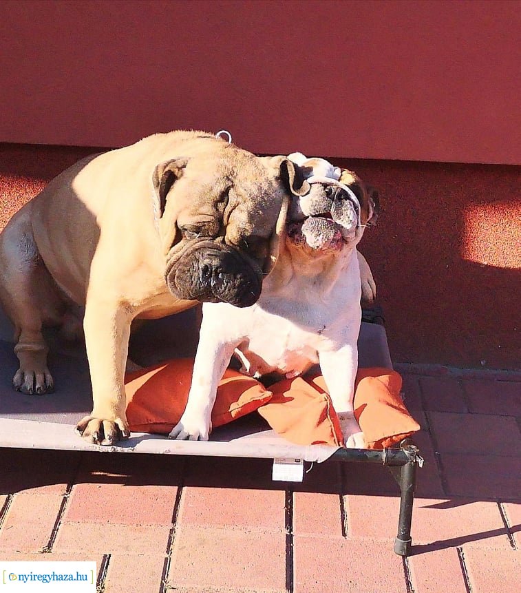 Házi kedvenc fotópályázat-Gróf Andrássy Adolf