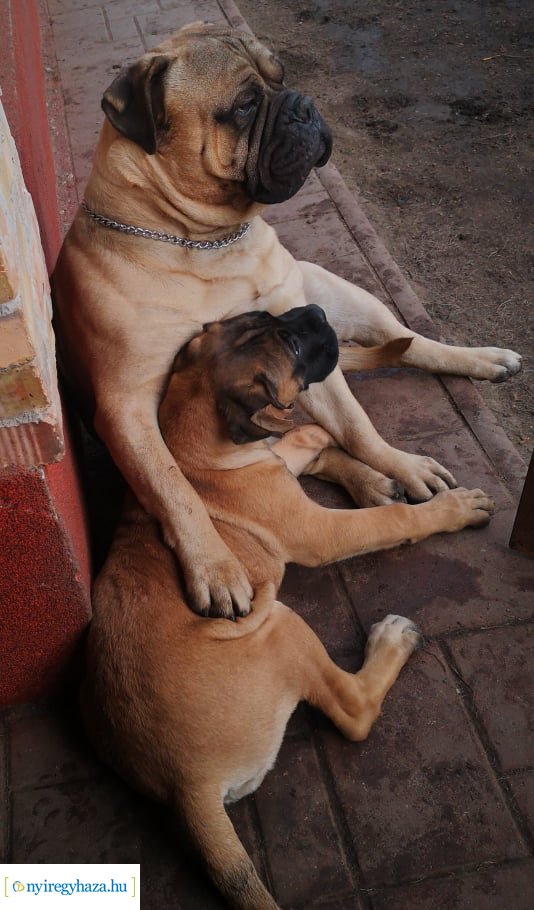 Házi kedvenc fotópályázat-Gróf Andrássy Adolf