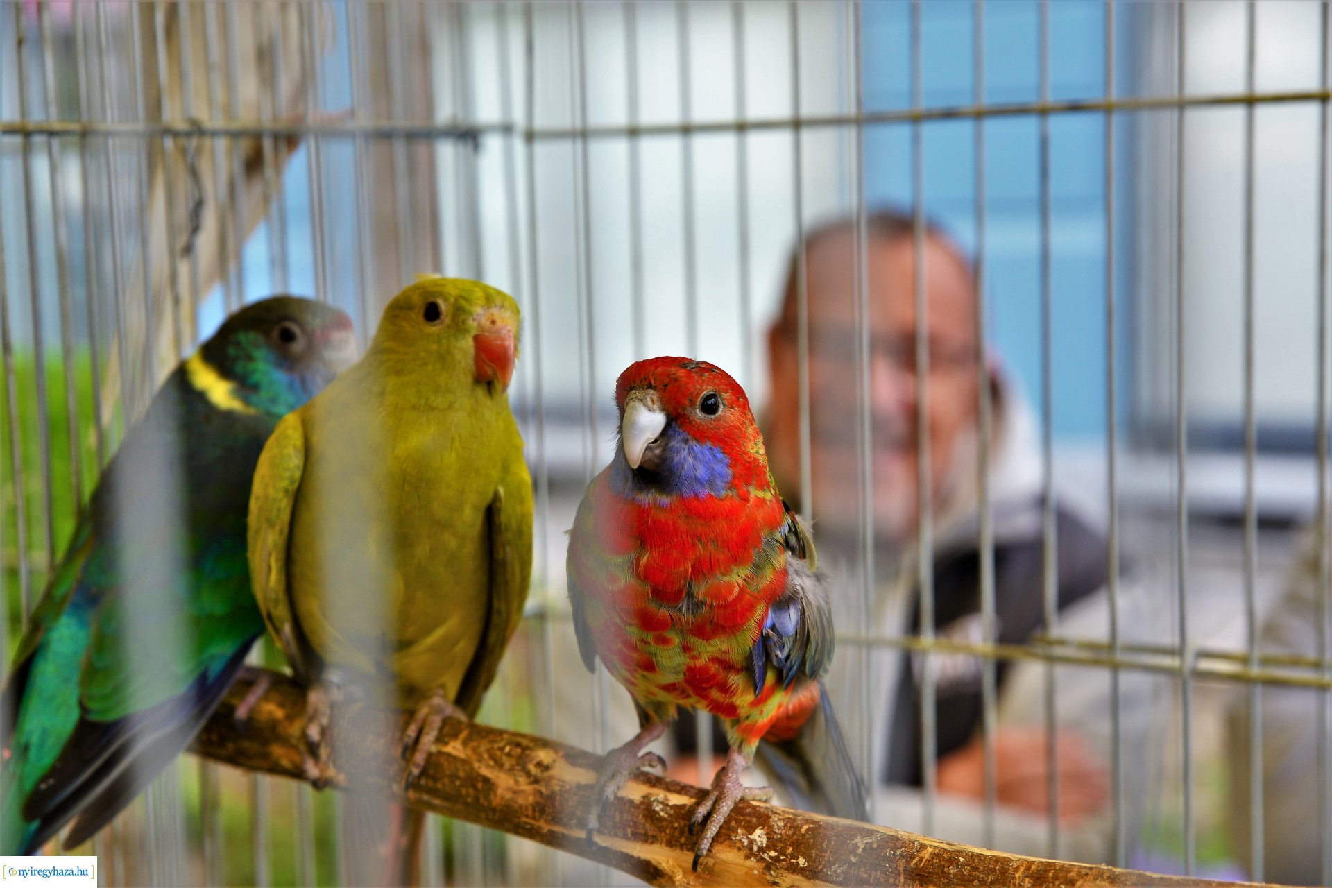 Helló Nyíregyháza! - délelőtti programok