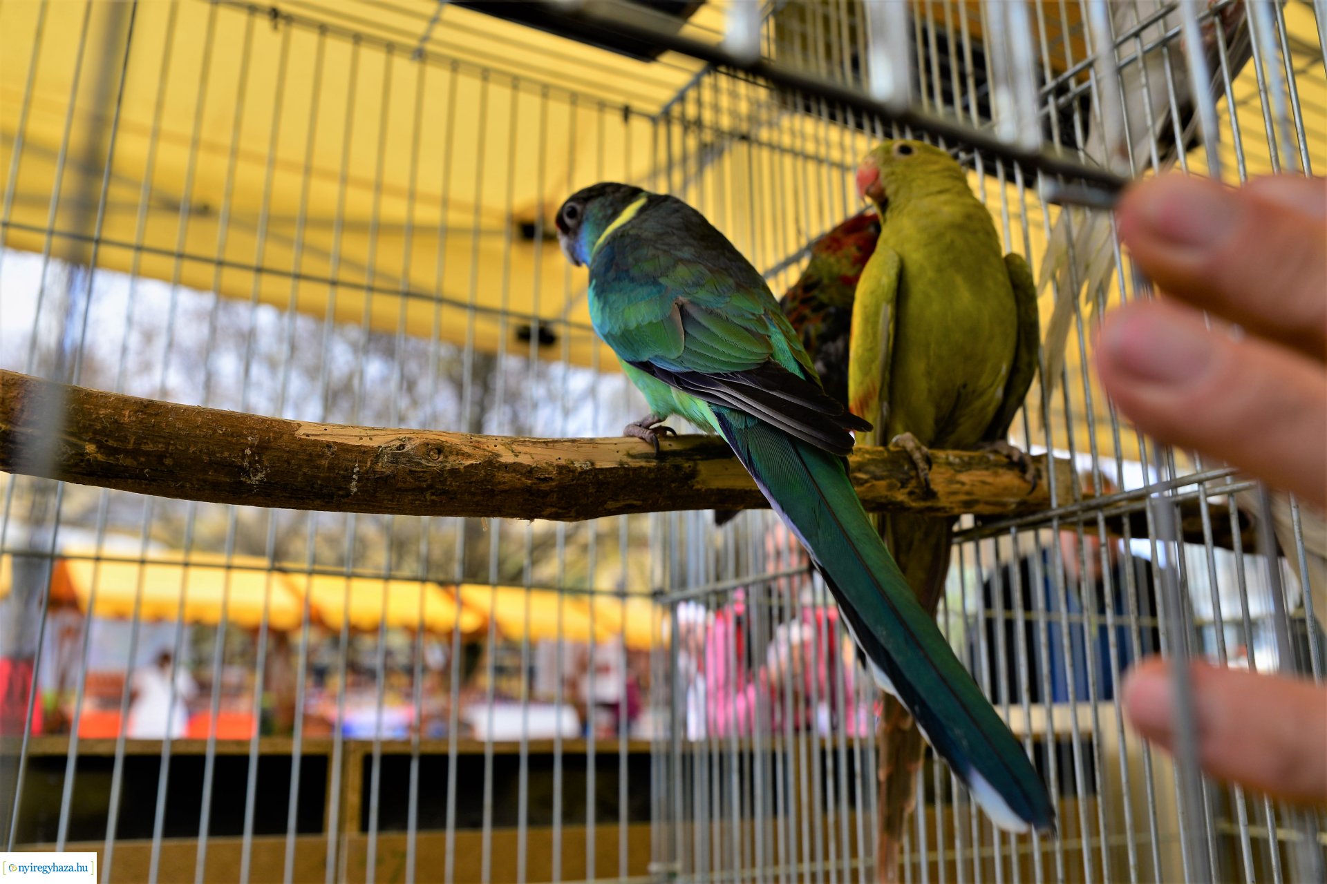 Helló Nyíregyháza! - délelőtti programok