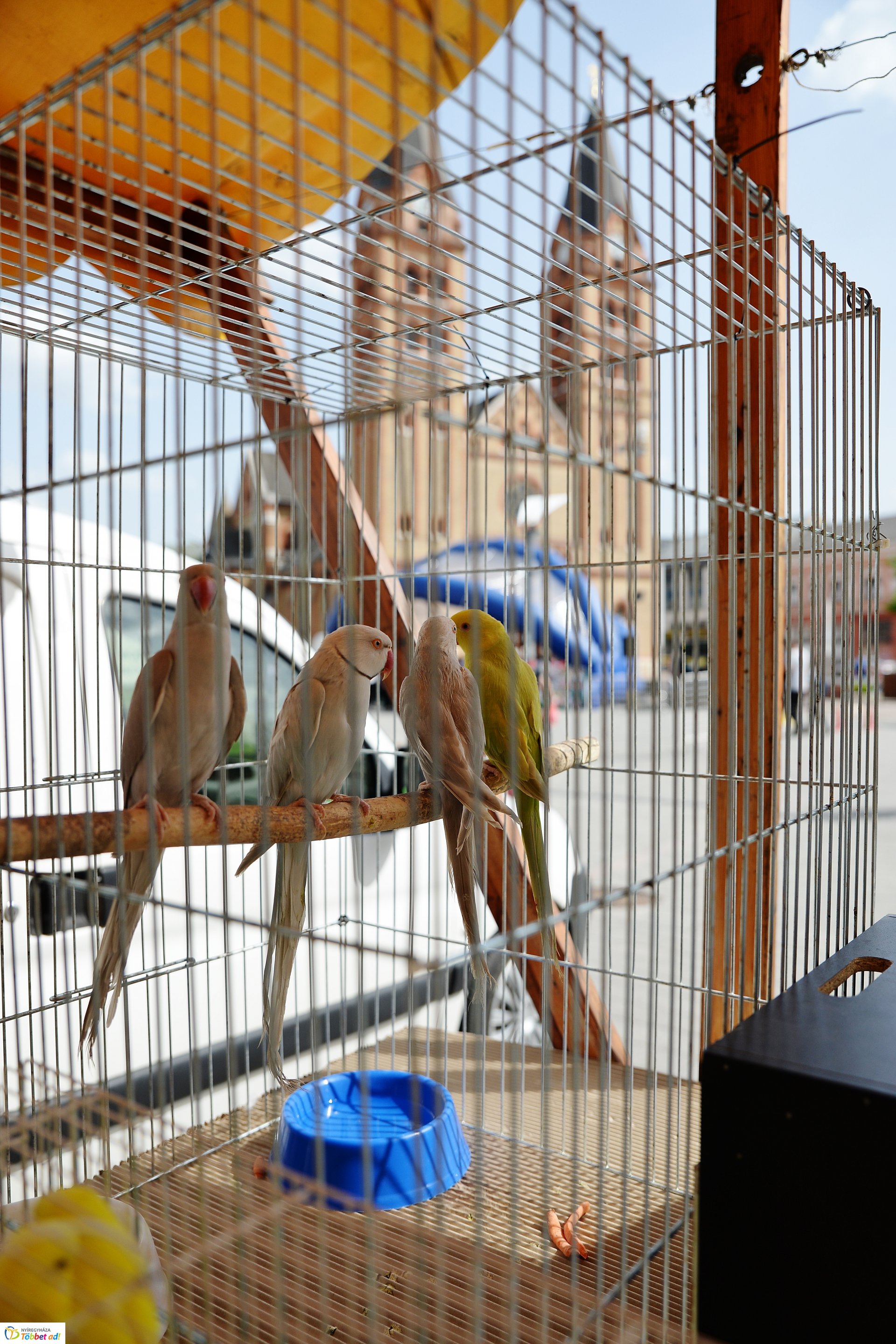 Helló Nyíregyháza! -  délután a belvárosban