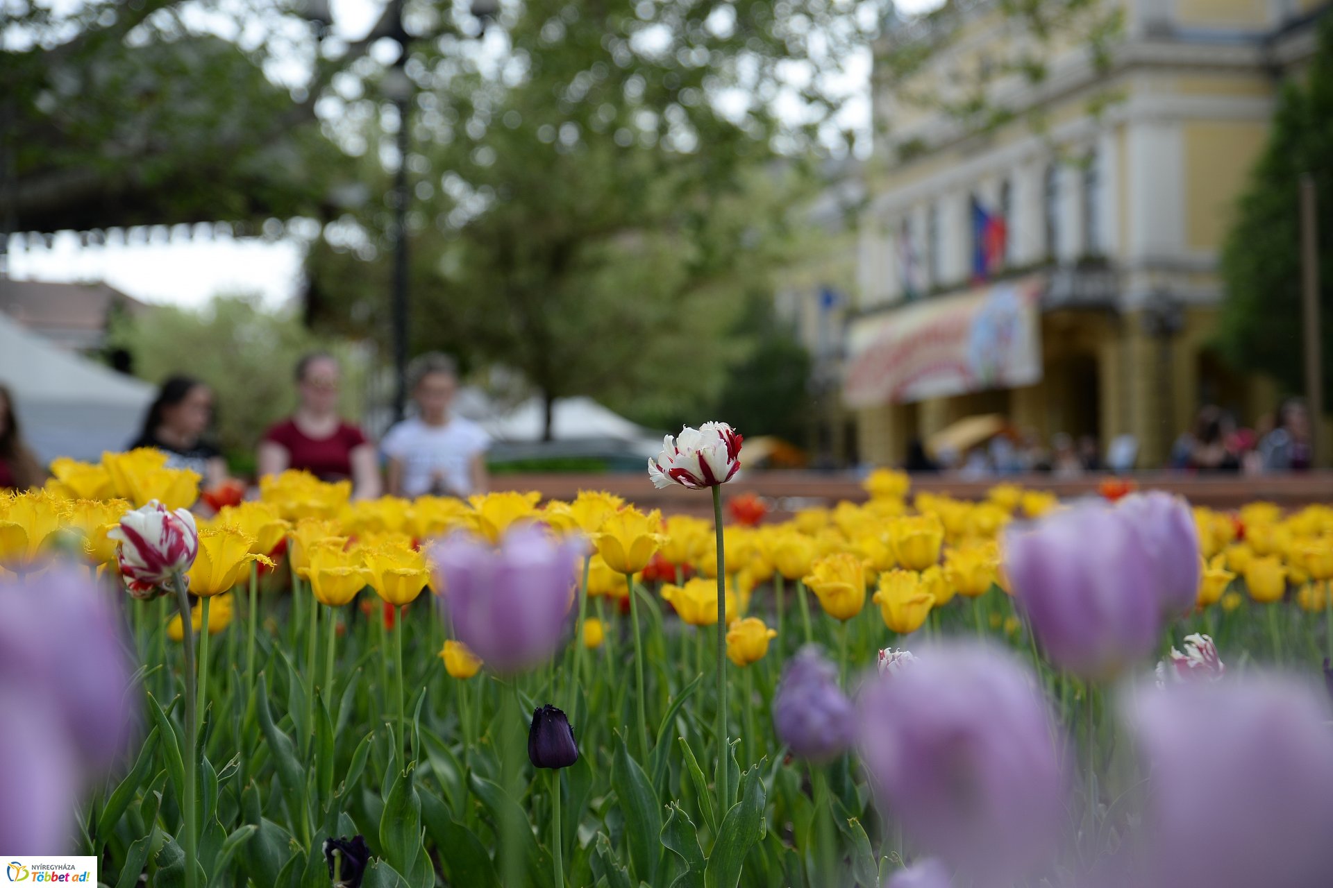 Helló Nyíregyháza! -  délután a belvárosban