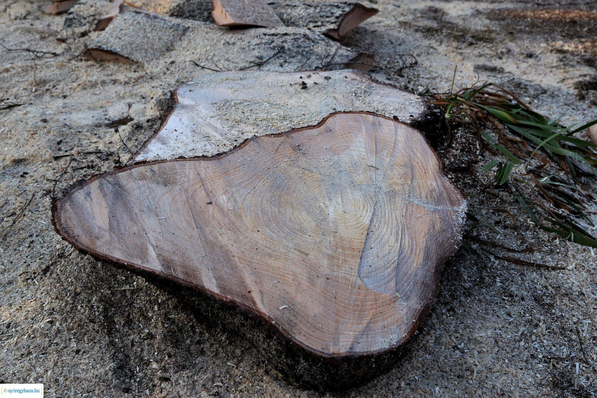 Helyére került a karácsonyfa a Kossuth téren