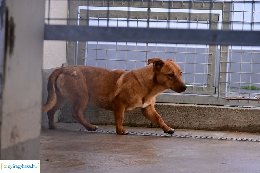 Helyszíni bejárás a Nyíregyházi Állategészségügyi telepen