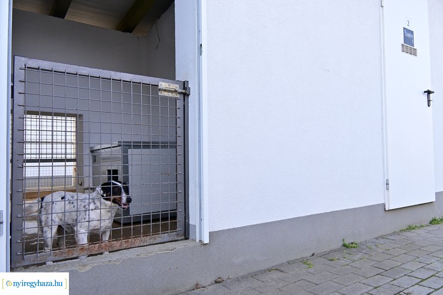 Helyszíni bejárás a Nyíregyházi Állategészségügyi telepen