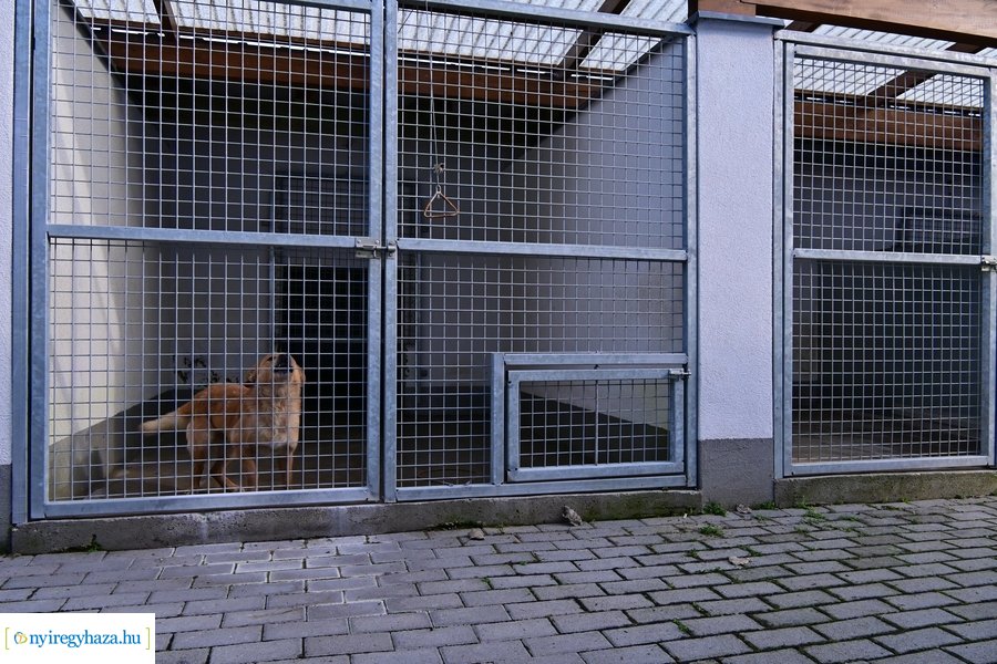 Helyszíni bejárás a Nyíregyházi Állategészségügyi telepen