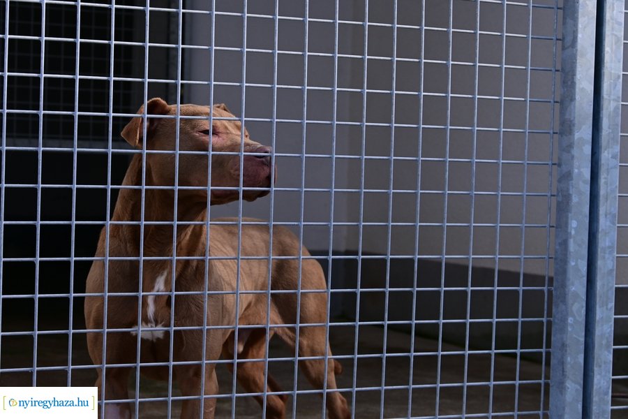 Helyszíni bejárás a Nyíregyházi Állategészségügyi telepen