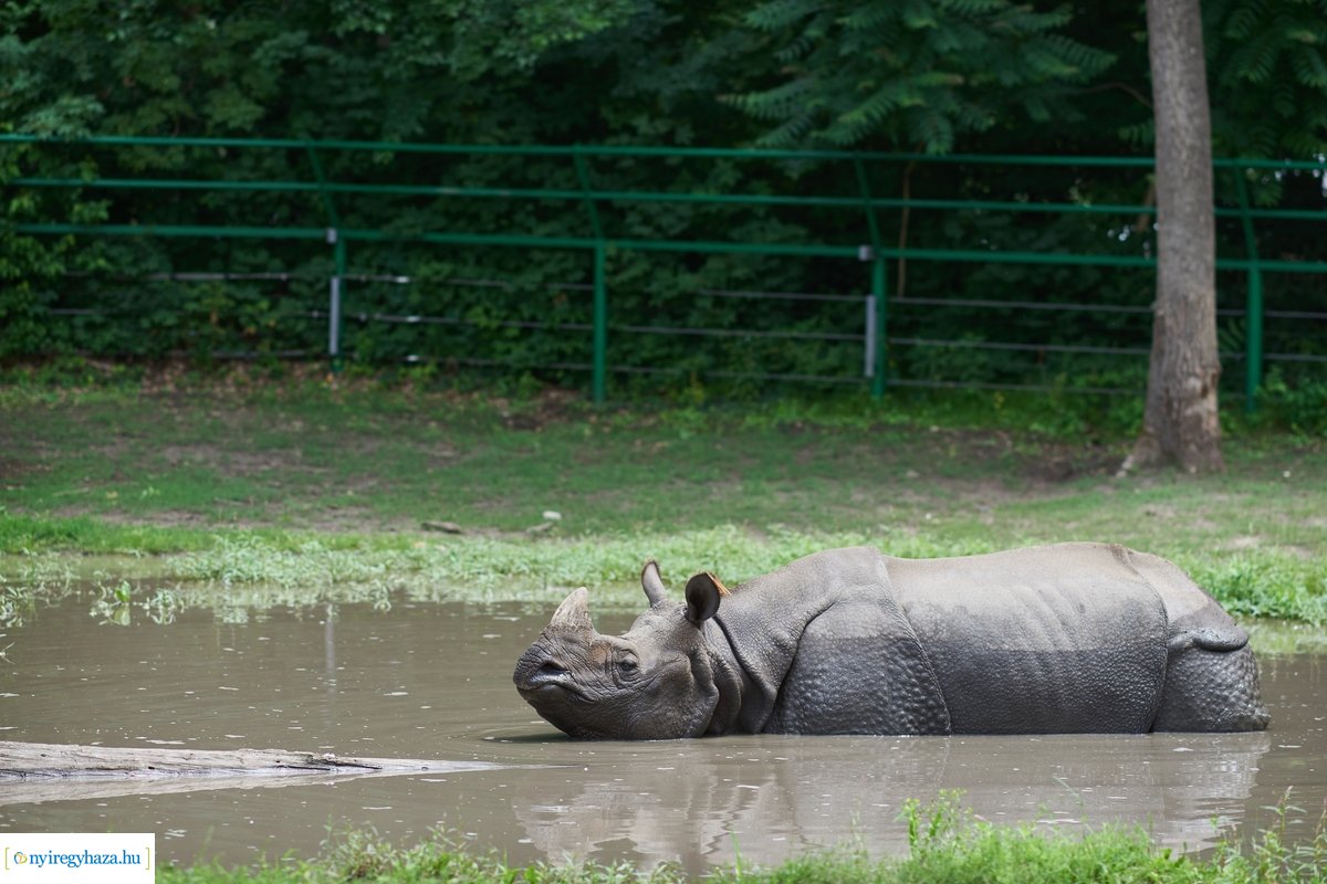 Helyszíni szemle az Indiaház és Madárröpde munkálatainál