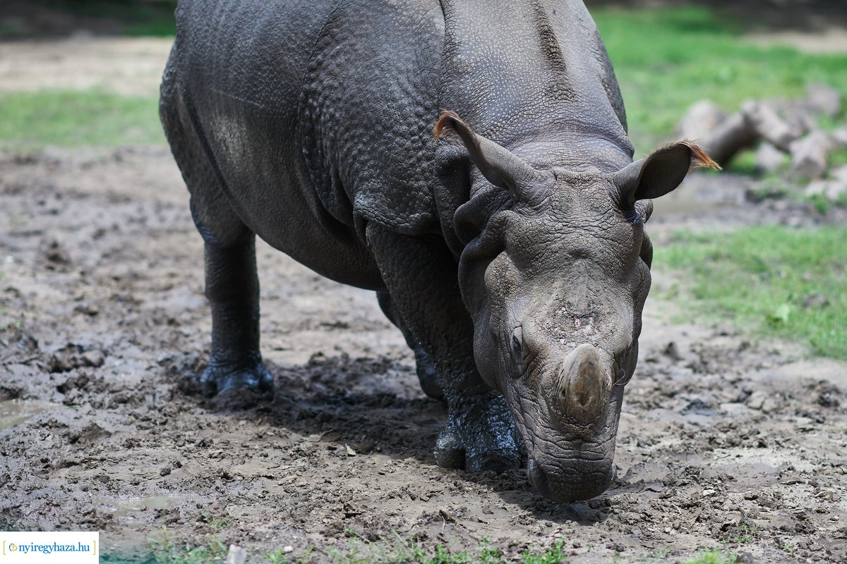 Helyszíni szemle az Indiaház és Madárröpde munkálatainál