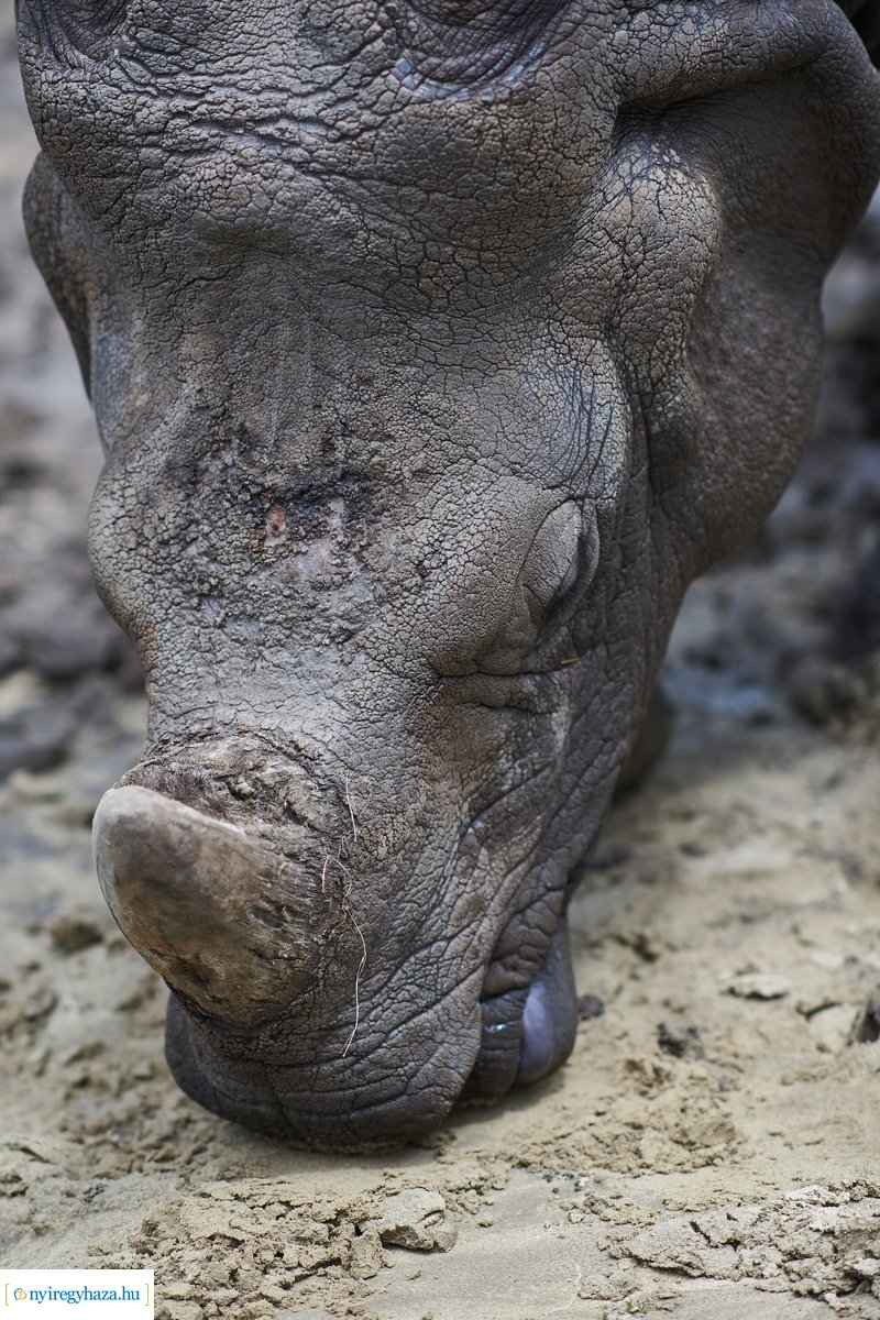 Helyszíni szemle az Indiaház és Madárröpde munkálatainál