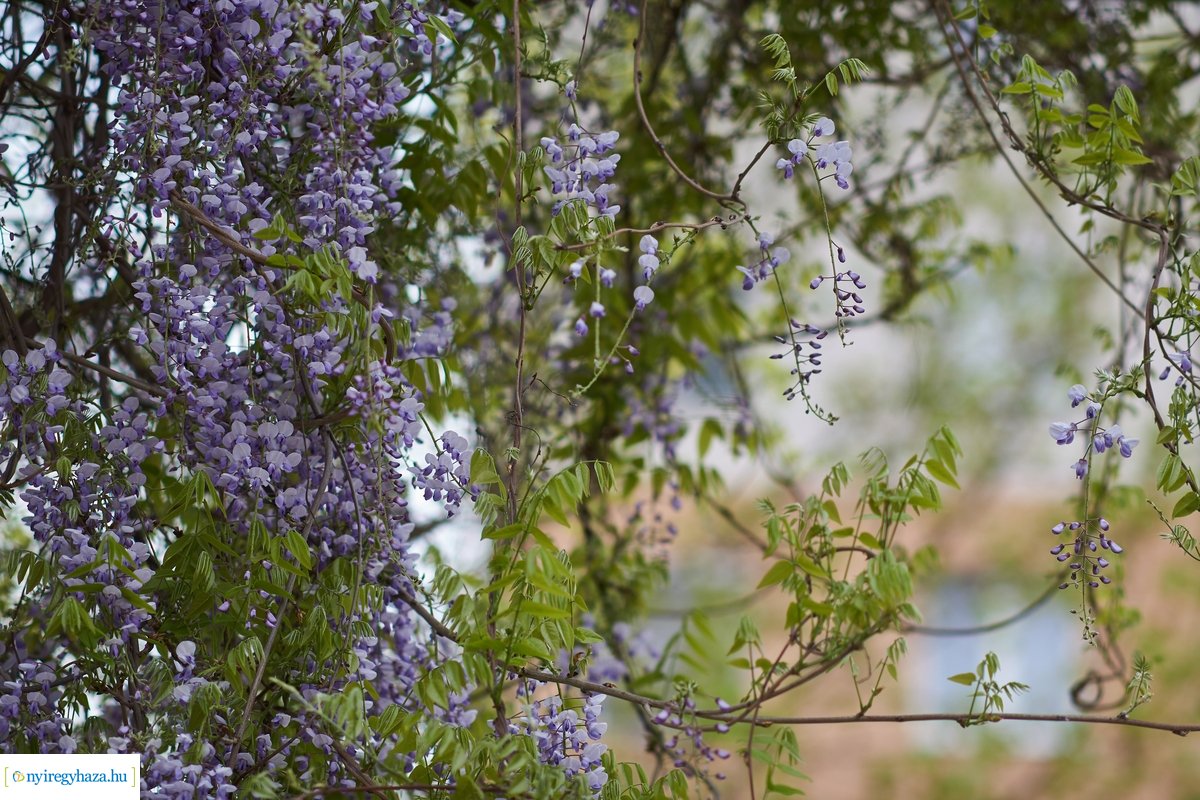 Hétköznap délelőtt Jósavárosban 200430