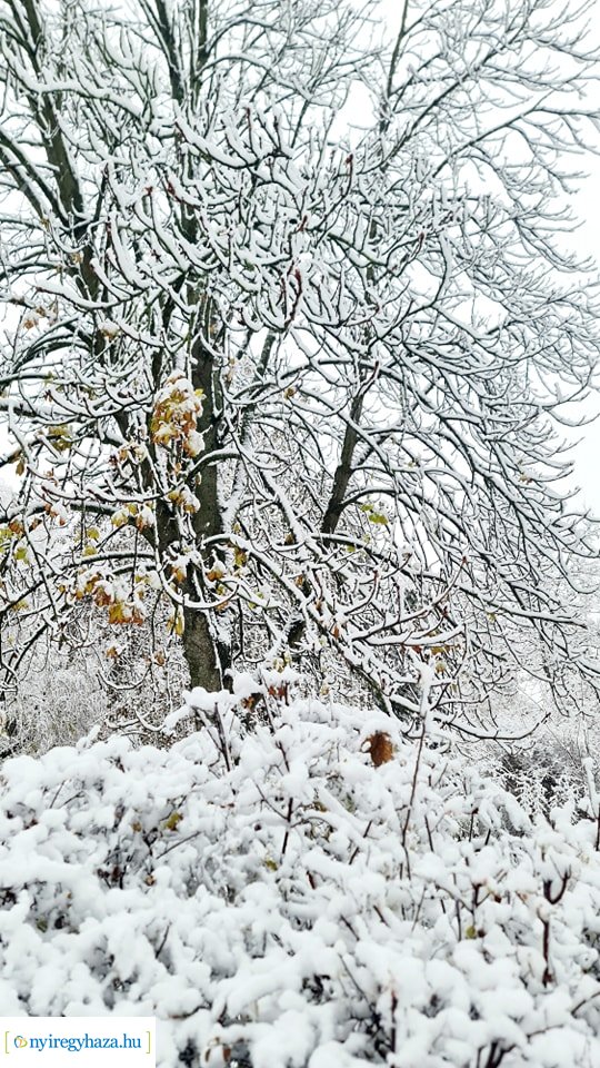 Hófedte Nyíregyháza