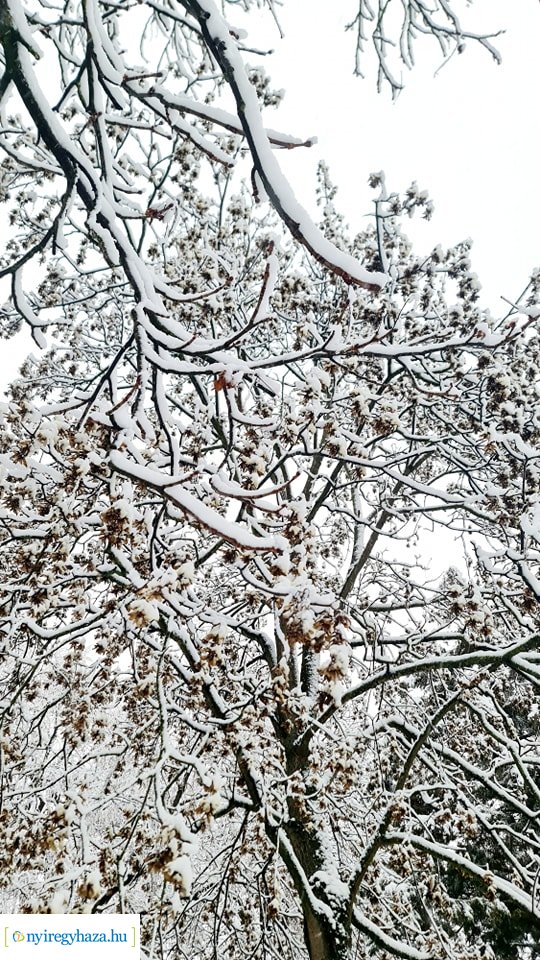 Hófedte Nyíregyháza