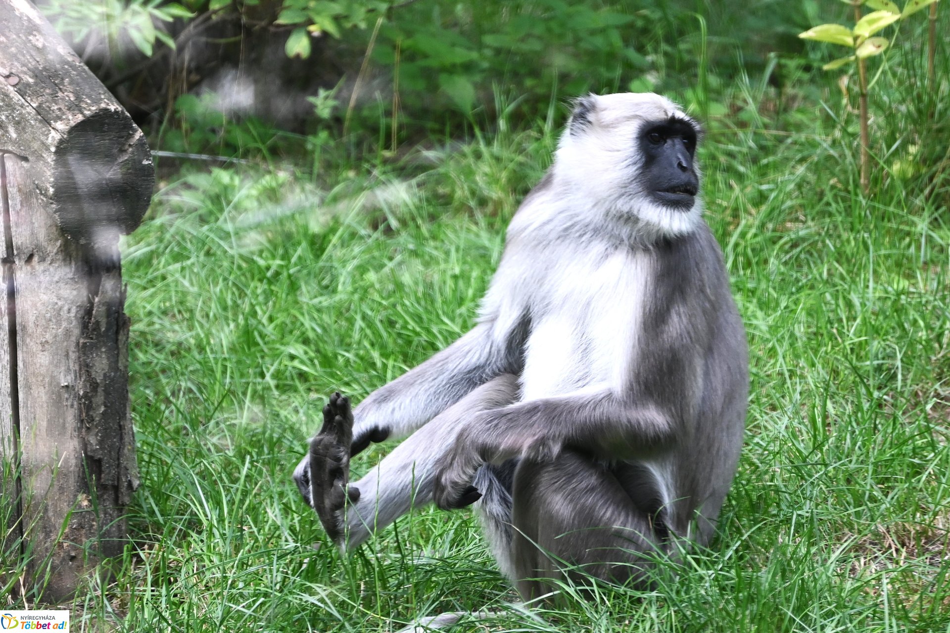 Hulmán hím érkezett a Nyíregyházi Állatparkba