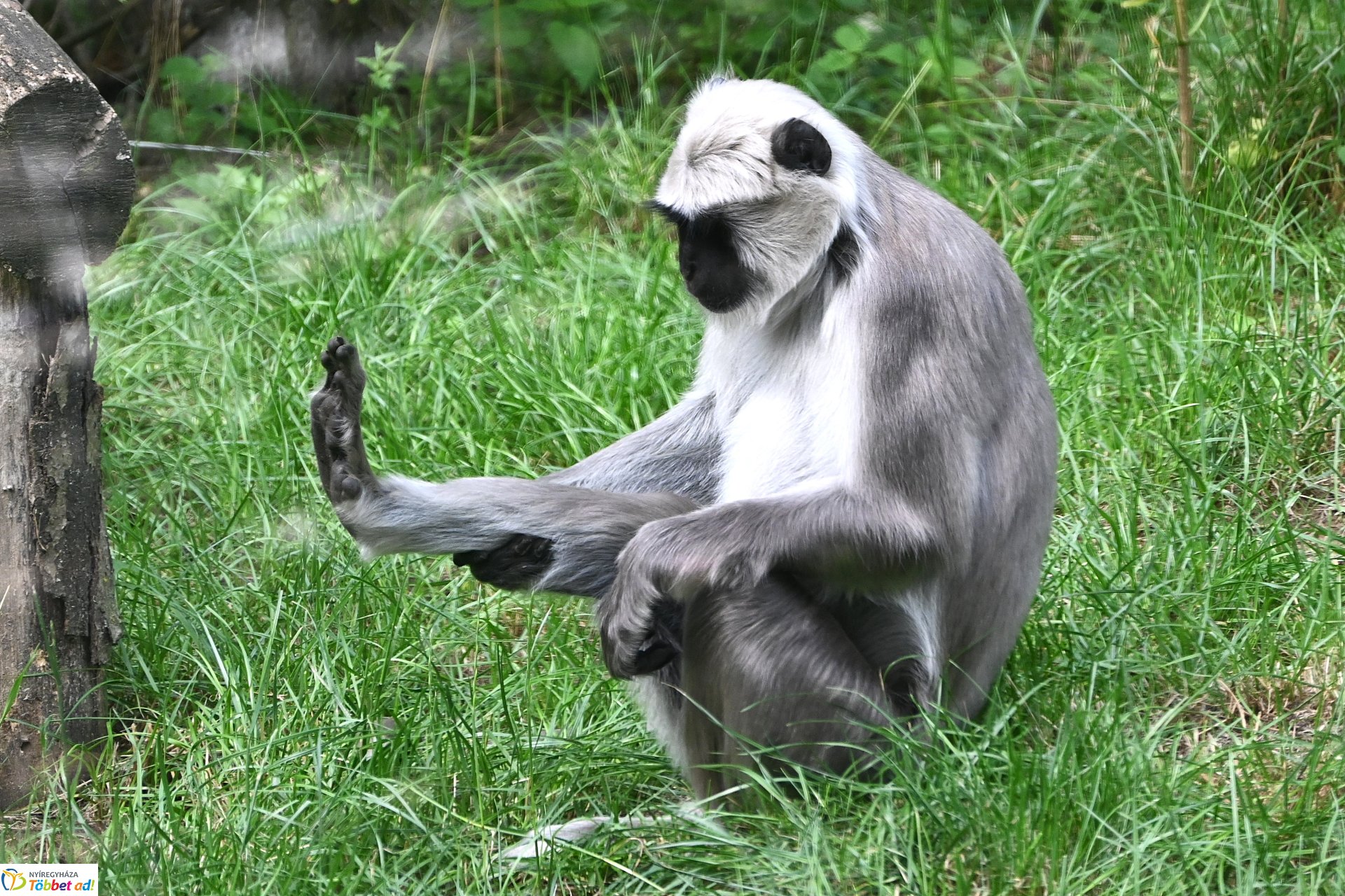 Hulmán hím érkezett a Nyíregyházi Állatparkba