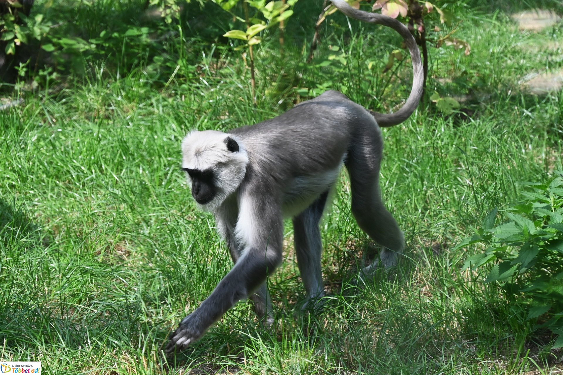 Hulmán hím érkezett a Nyíregyházi Állatparkba