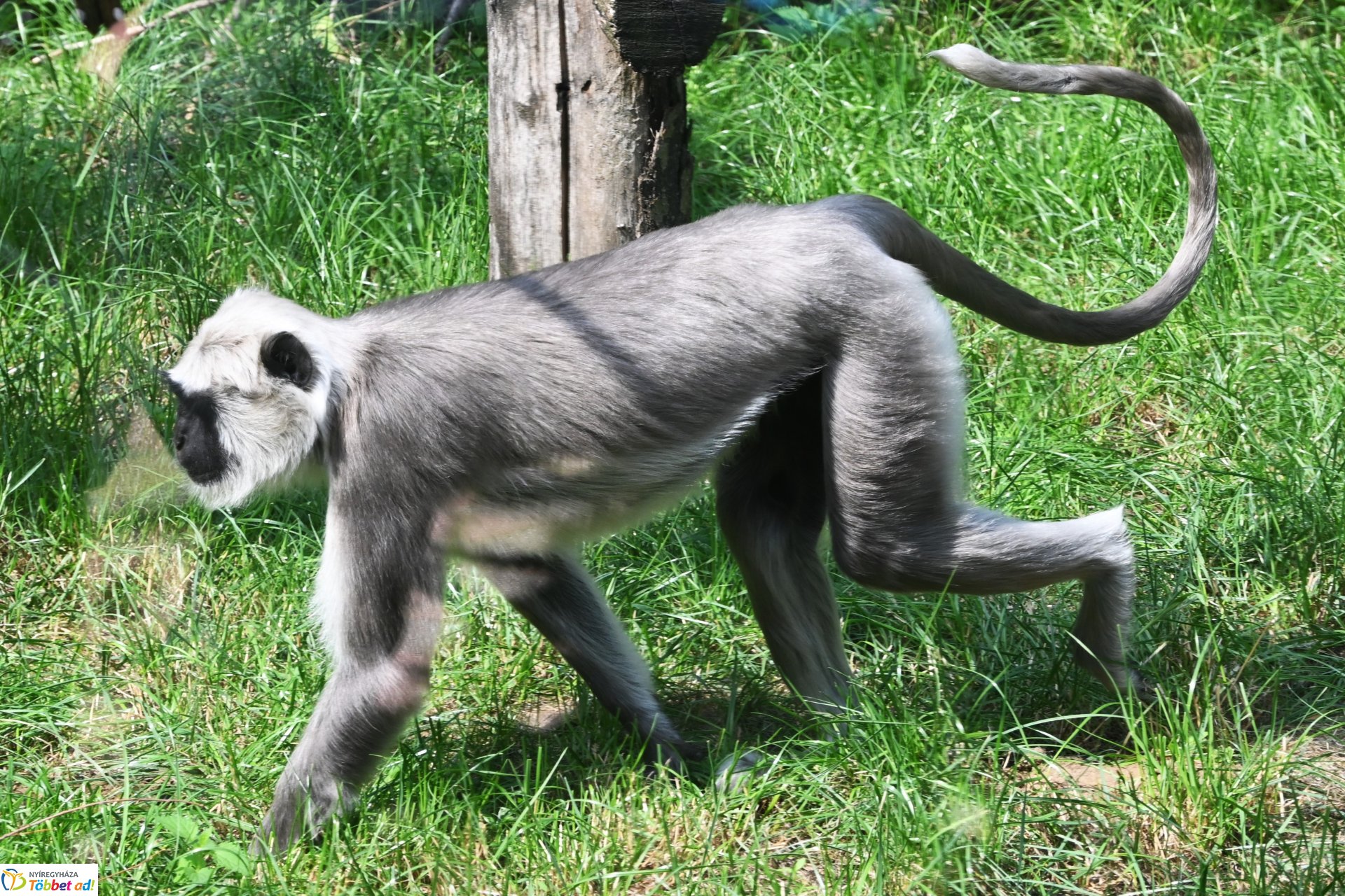 Hulmán hím érkezett a Nyíregyházi Állatparkba