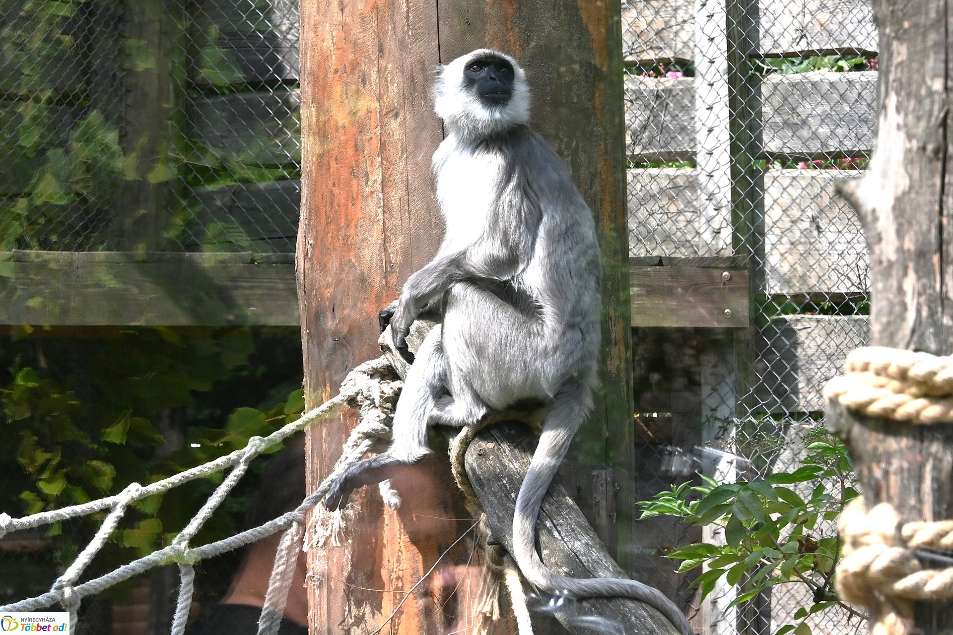 Hulmán hím érkezett a Nyíregyházi Állatparkba
