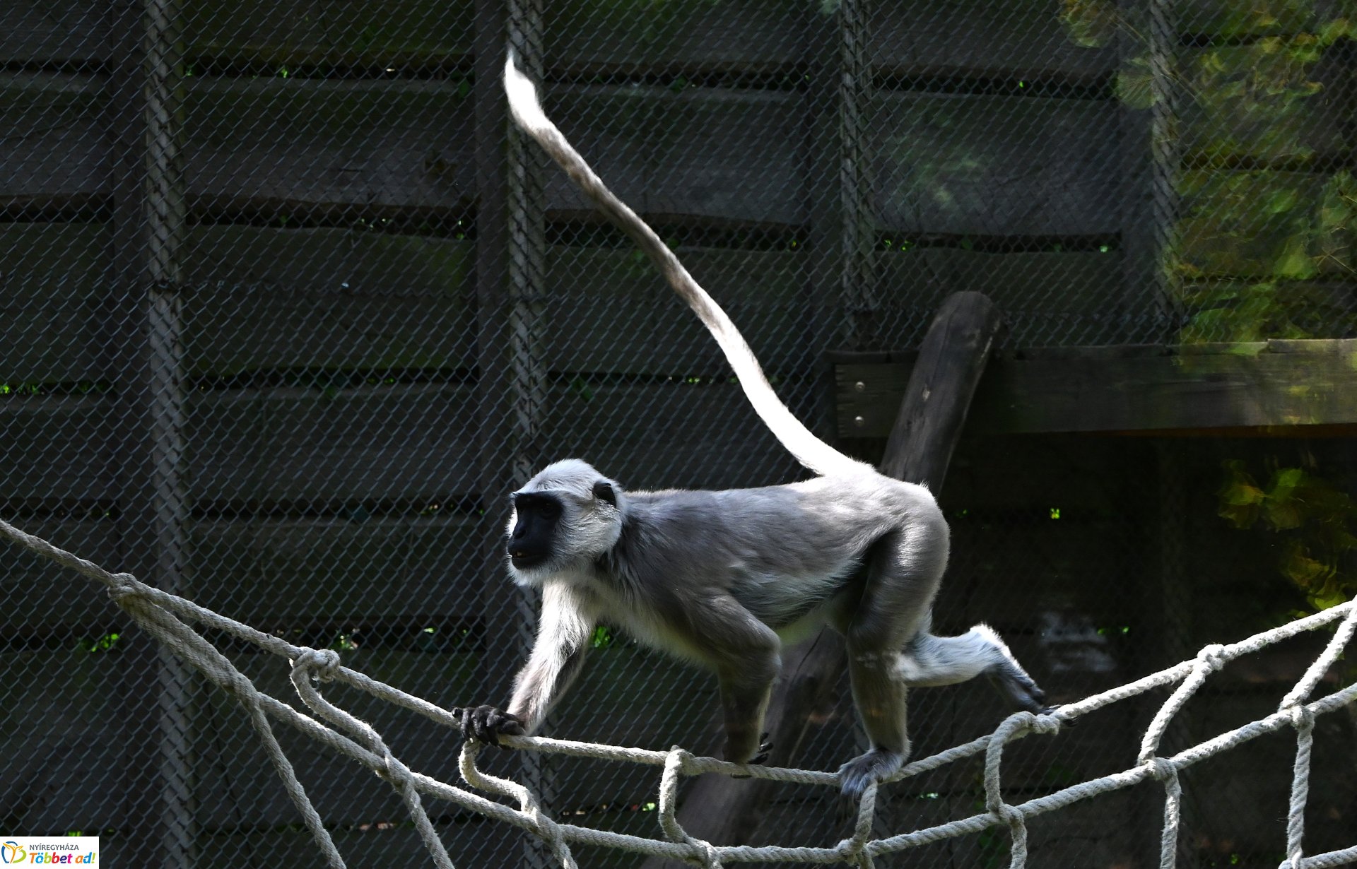 Hulmán hím érkezett a Nyíregyházi Állatparkba