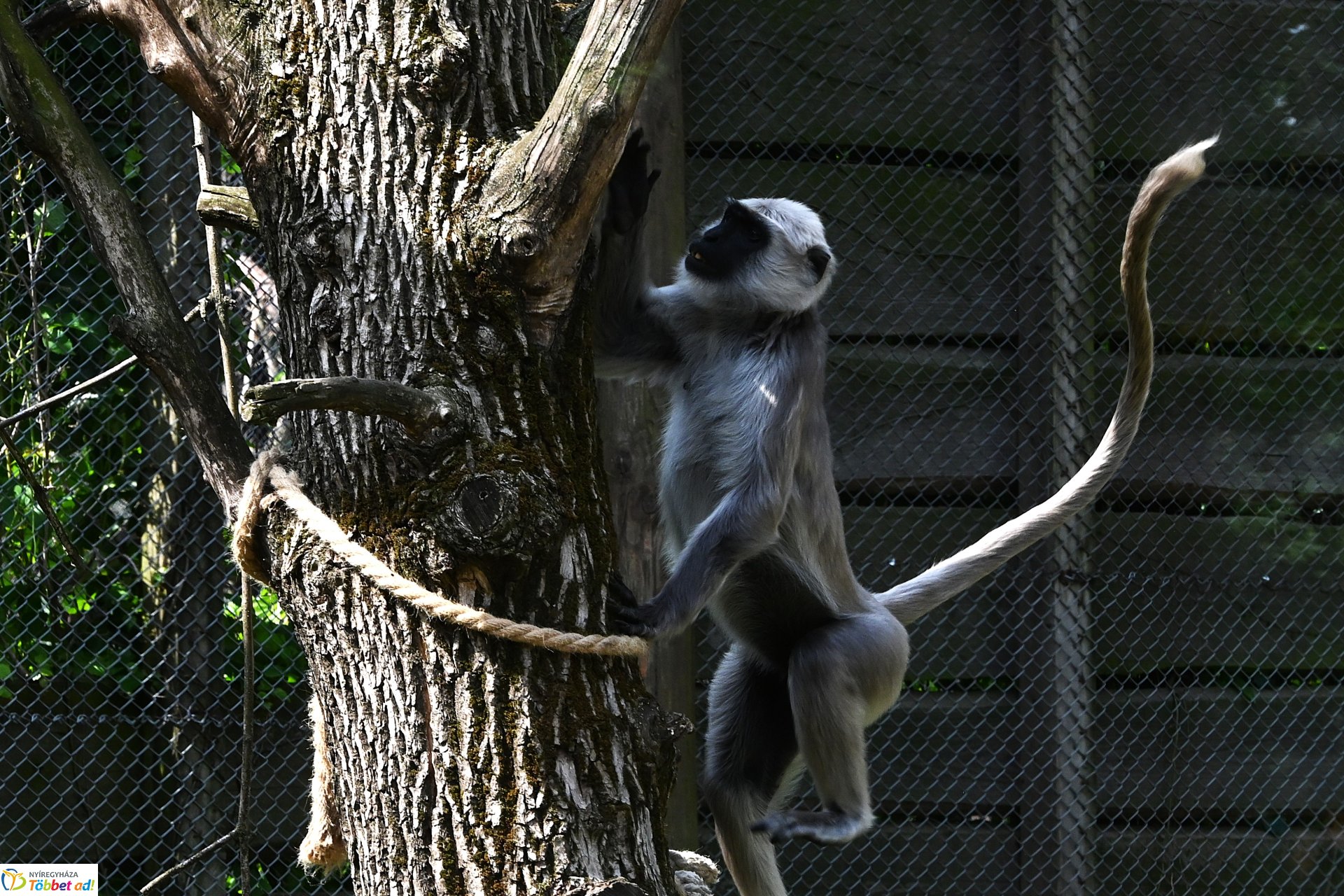 Hulmán hím érkezett a Nyíregyházi Állatparkba