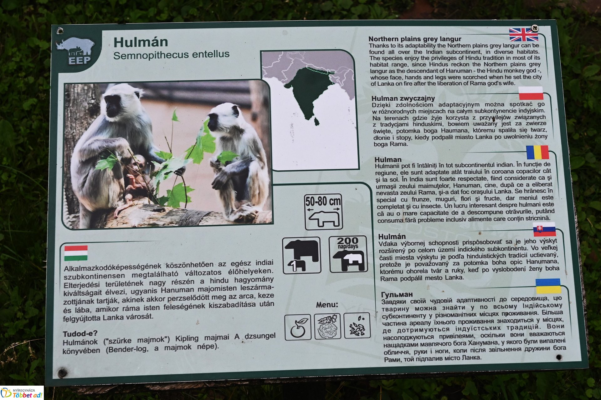 Hulmán hím érkezett a Nyíregyházi Állatparkba