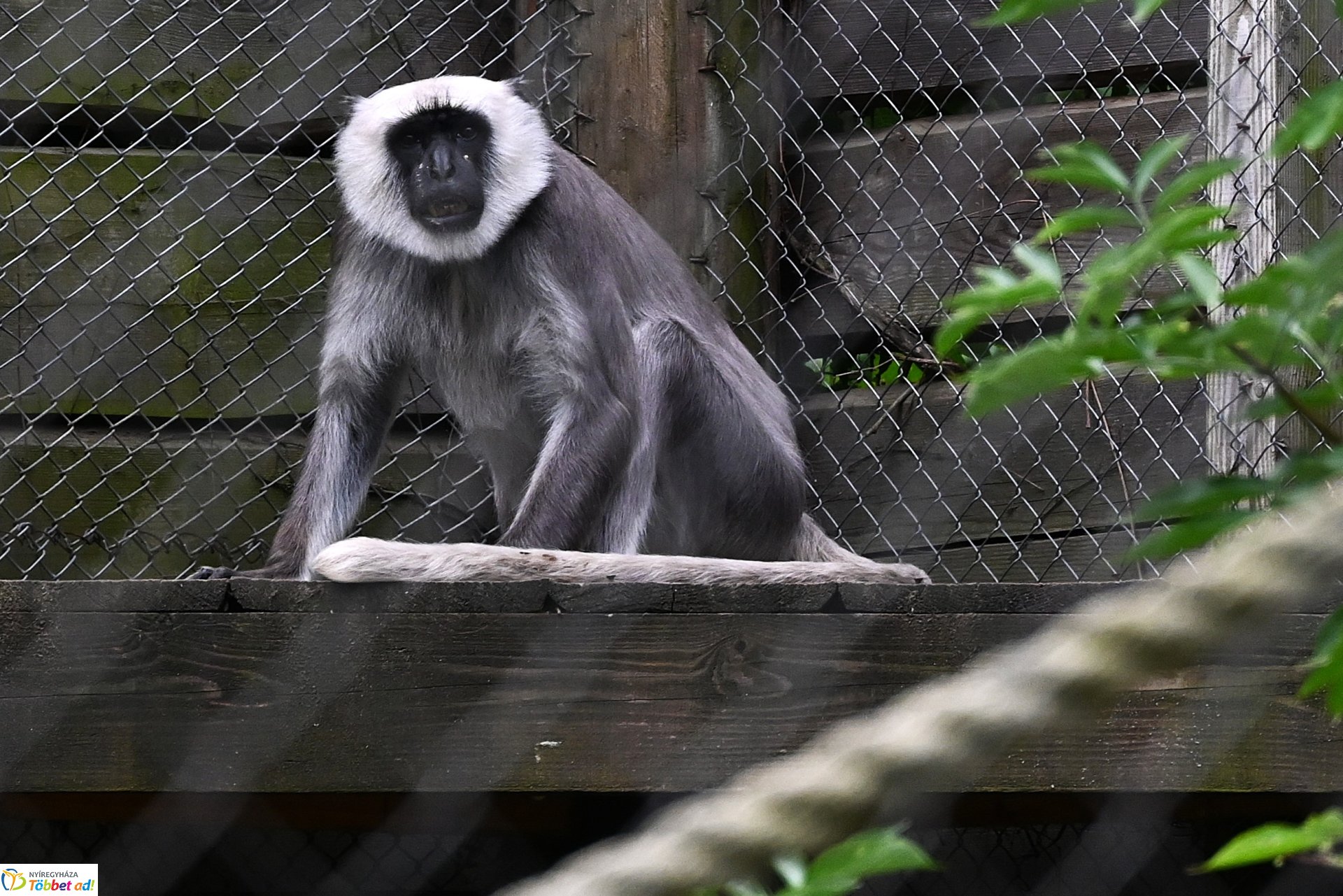 Hulmán hím érkezett a Nyíregyházi Állatparkba