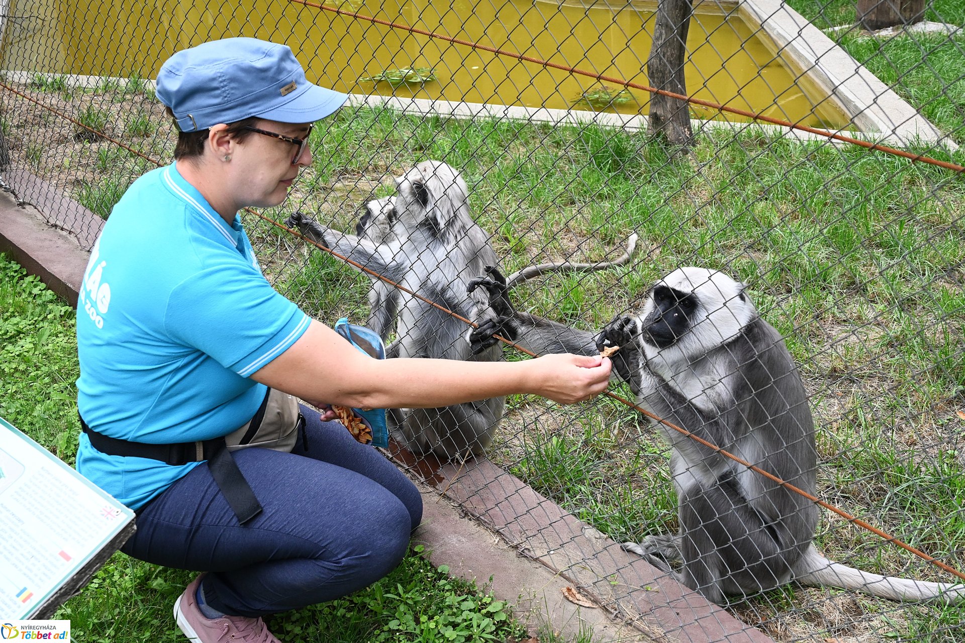 Hulmán hím érkezett a Nyíregyházi Állatparkba