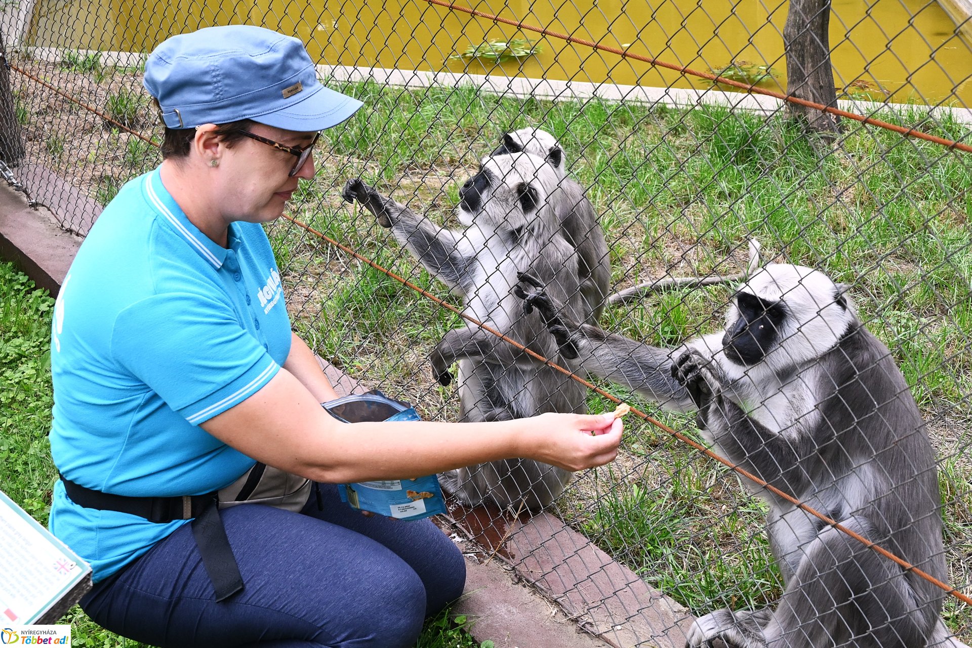 Hulmán hím érkezett a Nyíregyházi Állatparkba