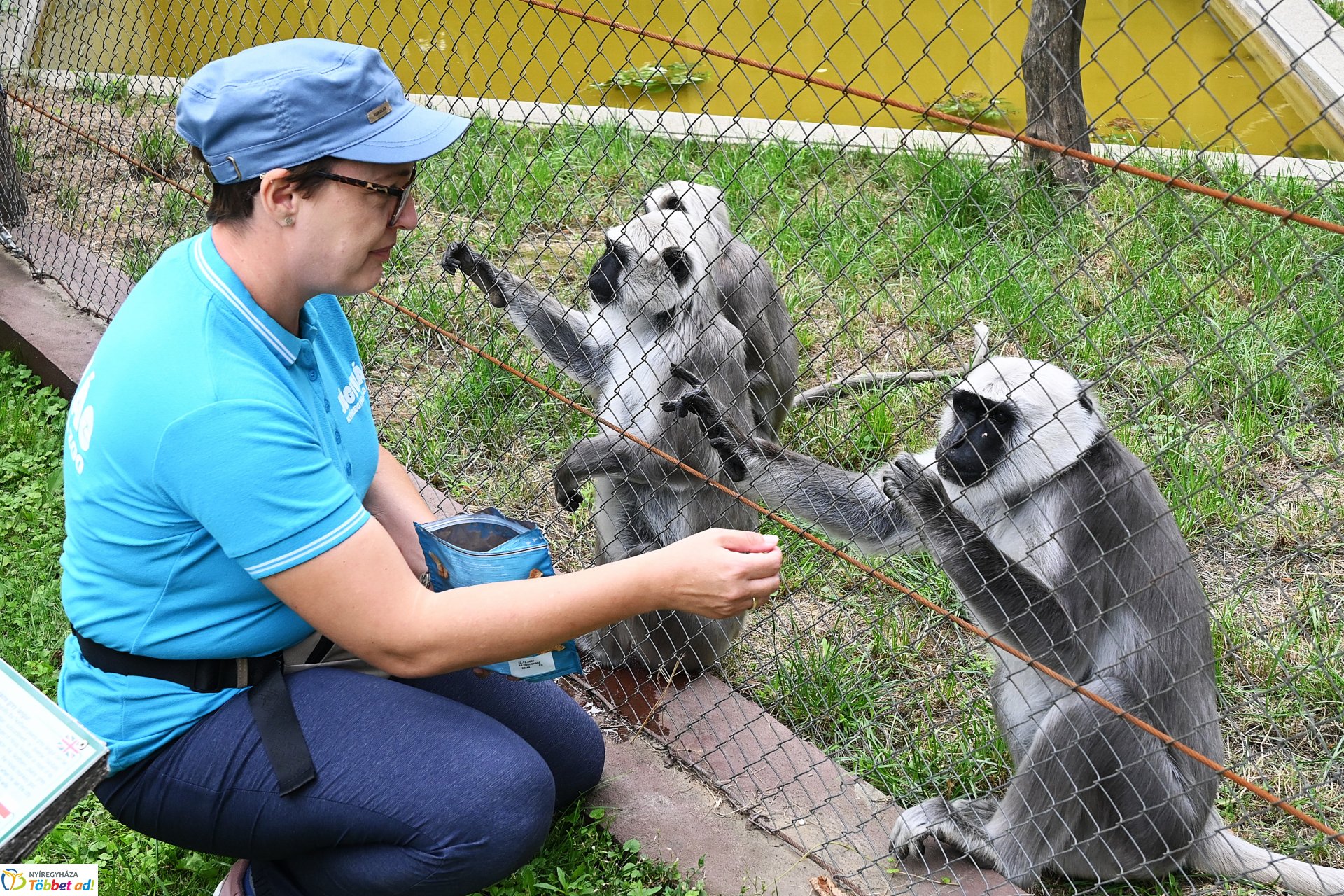 Hulmán hím érkezett a Nyíregyházi Állatparkba