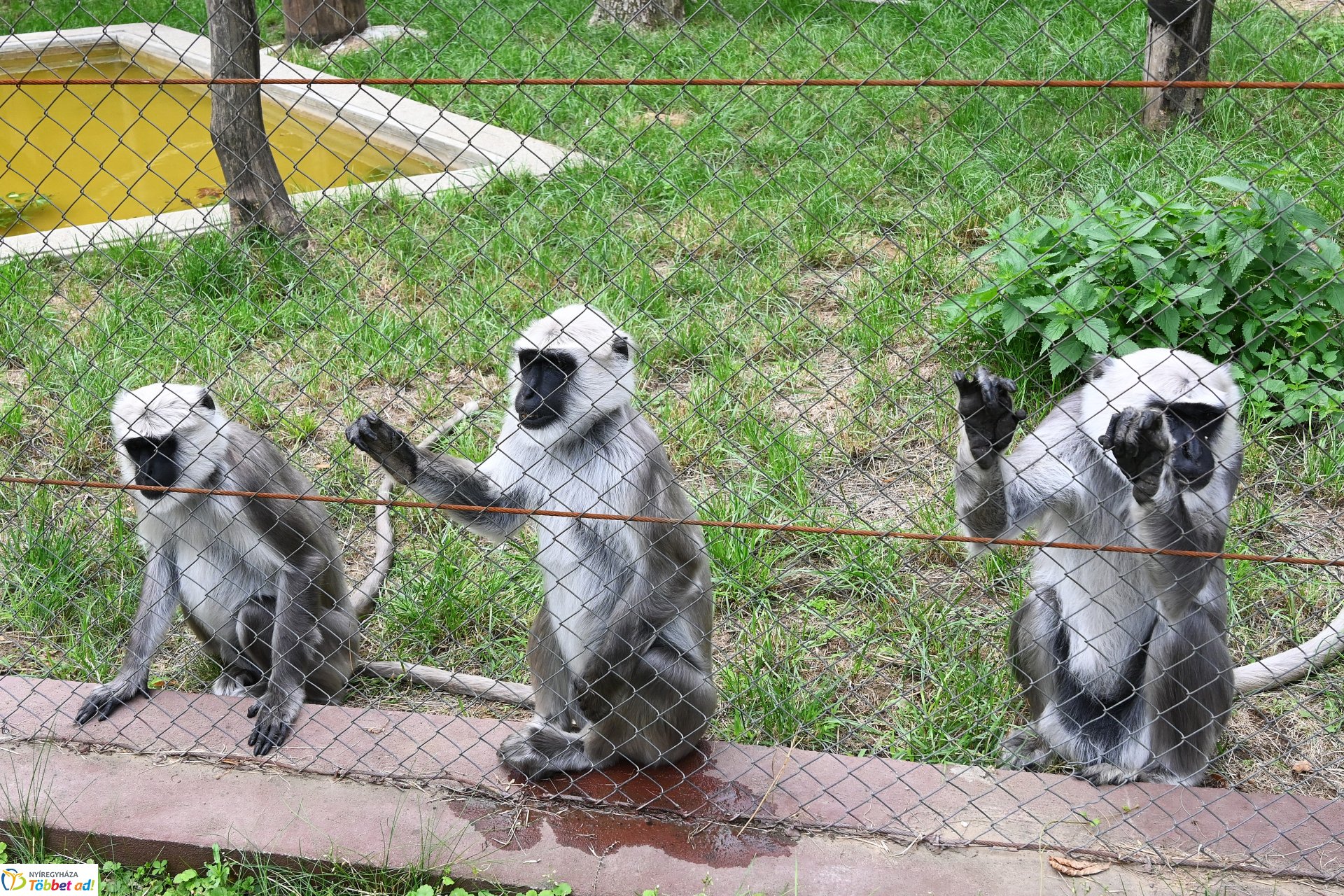 Hulmán hím érkezett a Nyíregyházi Állatparkba