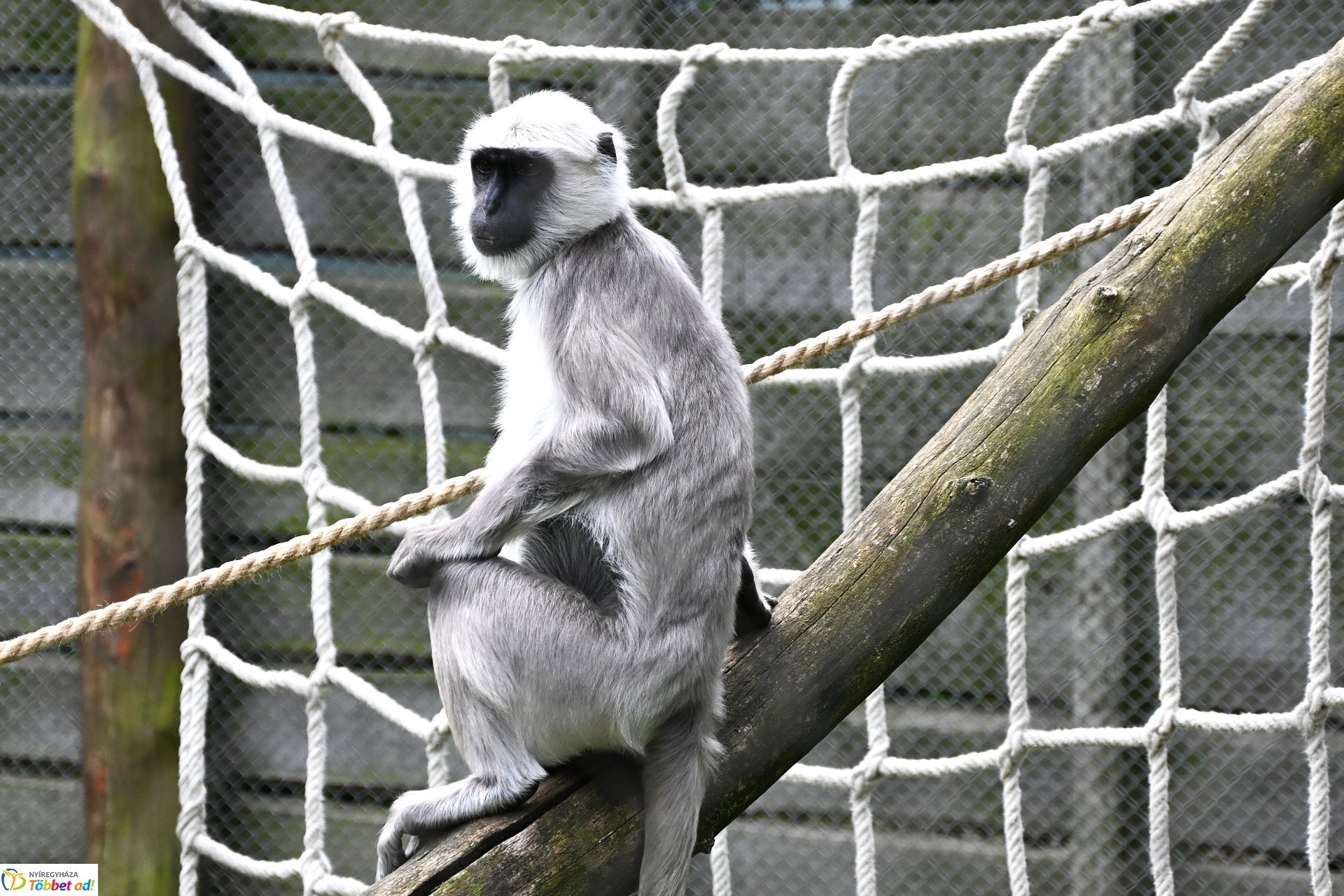 Hulmán hím érkezett a Nyíregyházi Állatparkba