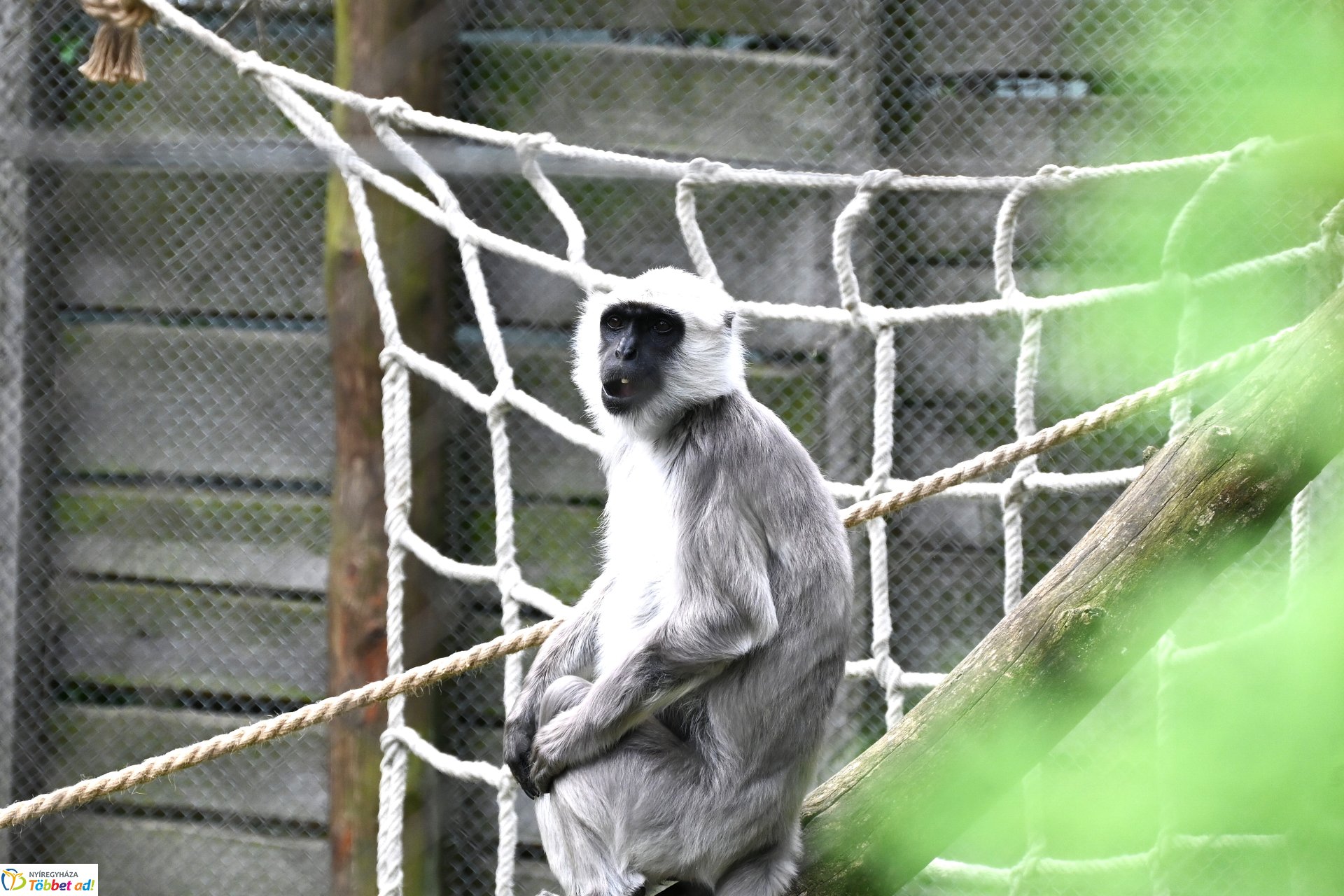 Hulmán hím érkezett a Nyíregyházi Állatparkba