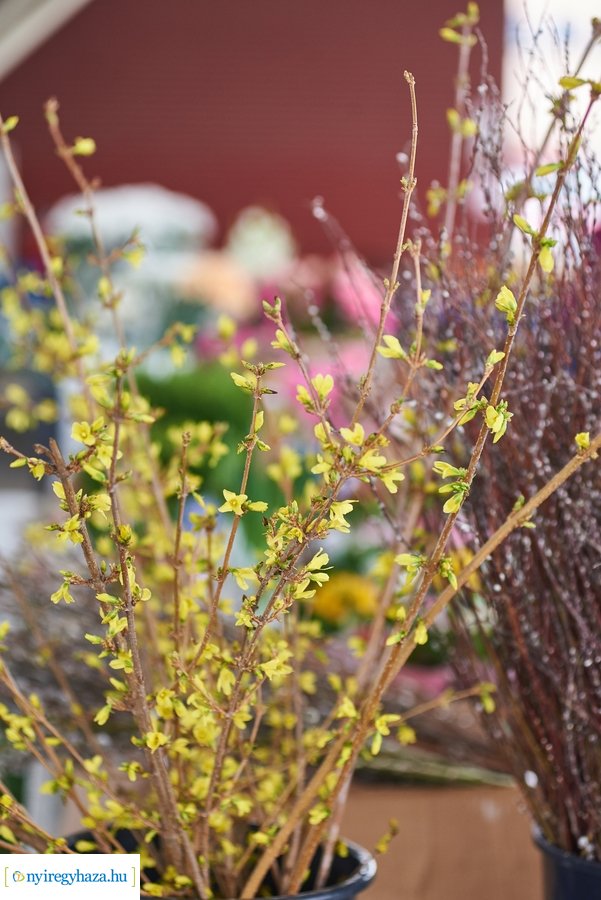 Húsvét előtt a Búza téri piacon - 2021 03 31