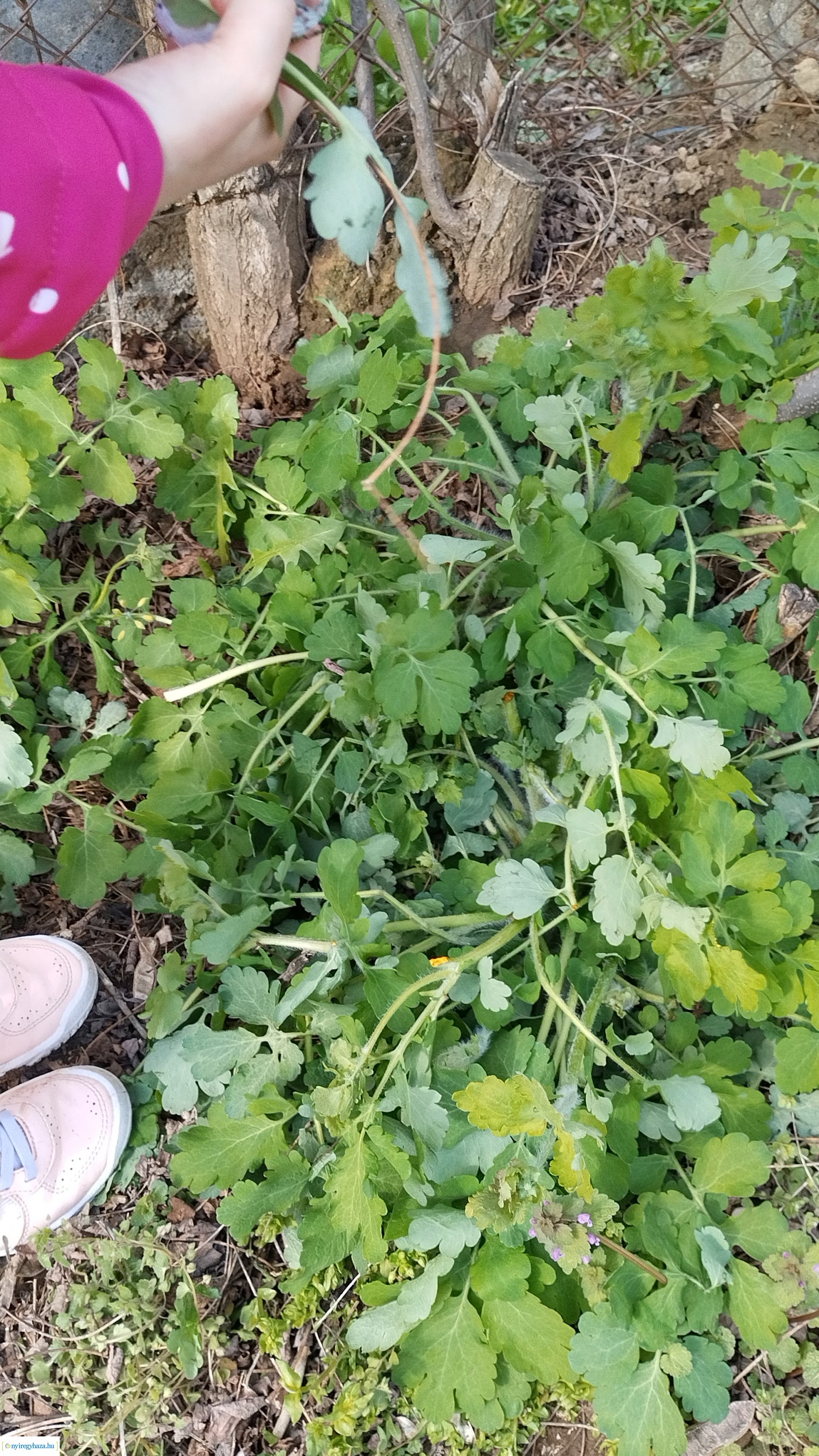 Húsvéti hangolódás az Orosért Közéleti Egyesületnél