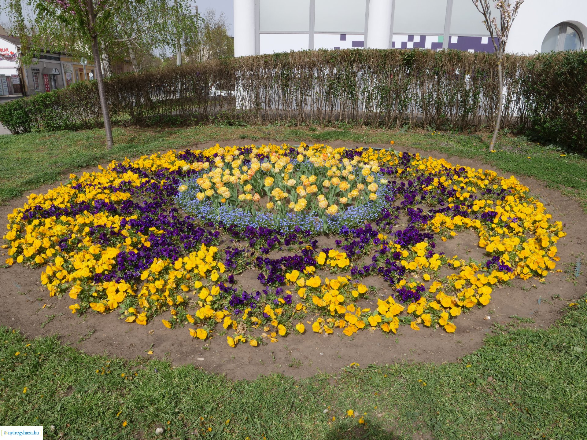 Húsvéti virágos Nyíregyháza