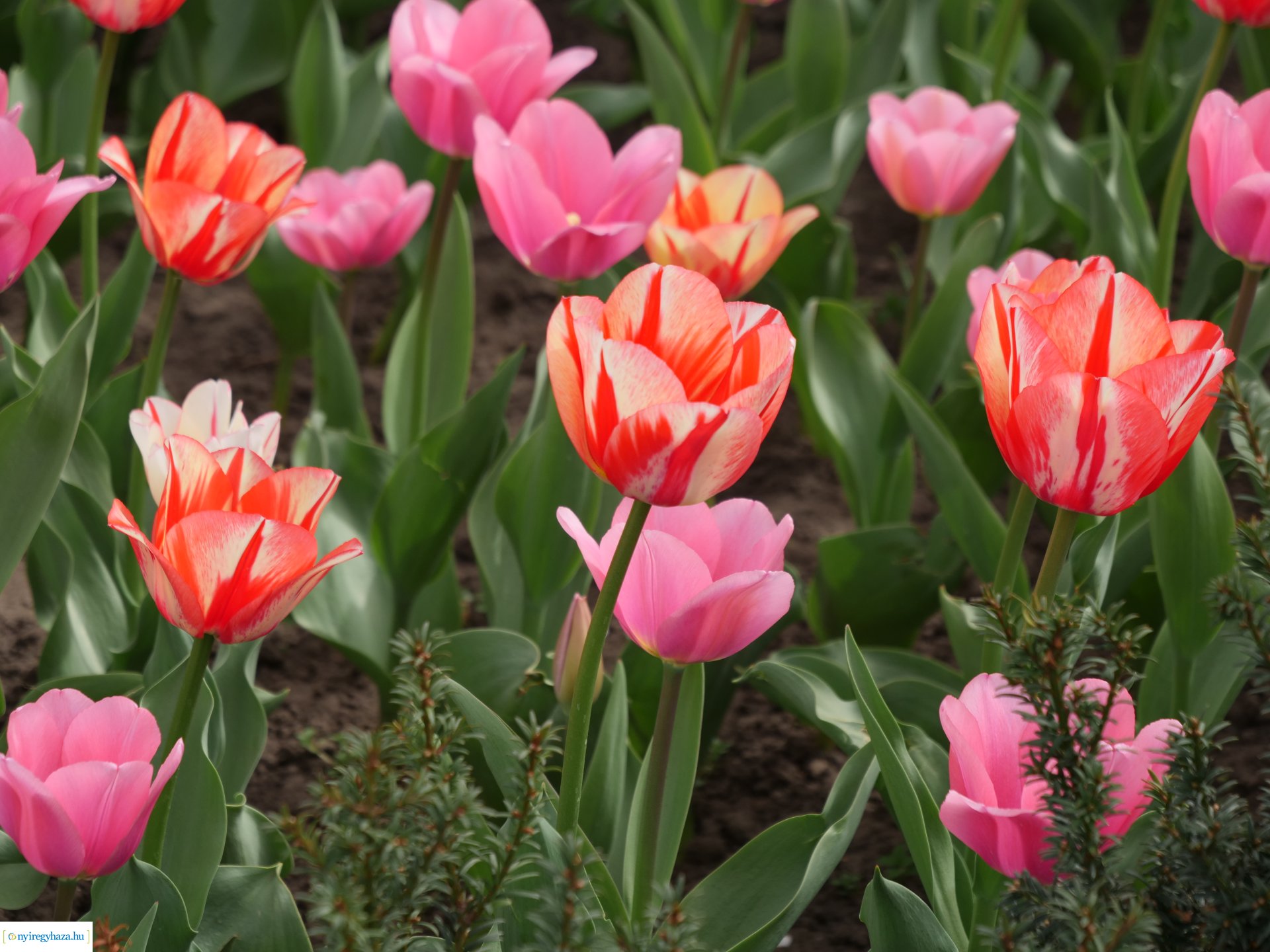 Húsvéti virágos Nyíregyháza