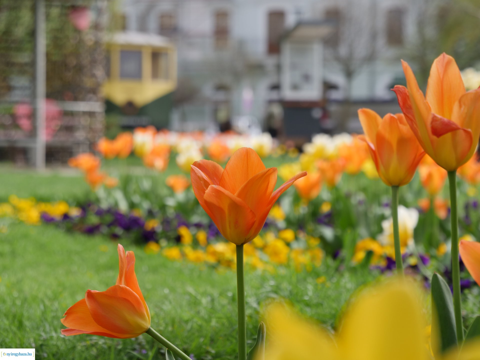 Húsvéti virágos Nyíregyháza