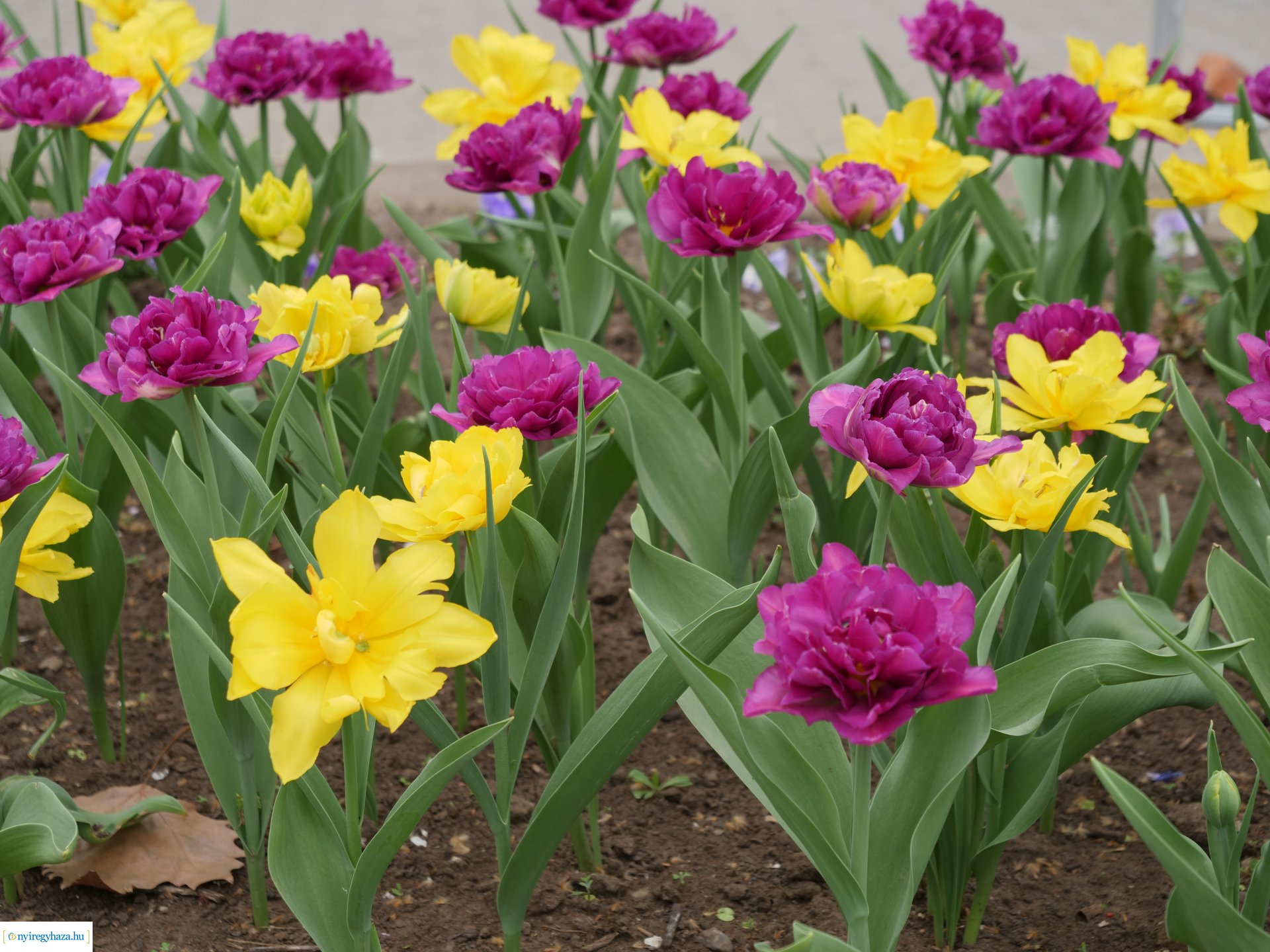 Húsvéti virágos Nyíregyháza